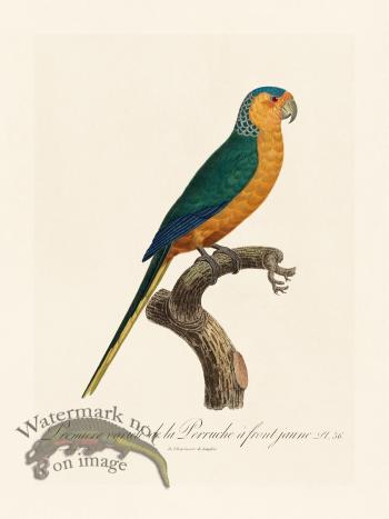 Barraband Parrot 036